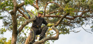 Elagage d'arbres à Rennes en Ille-et-Vilaine
