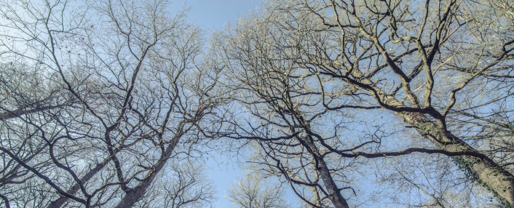 Élagage à Rennes : quand et pourquoi faire intervenir un arboriste grimpeur ?