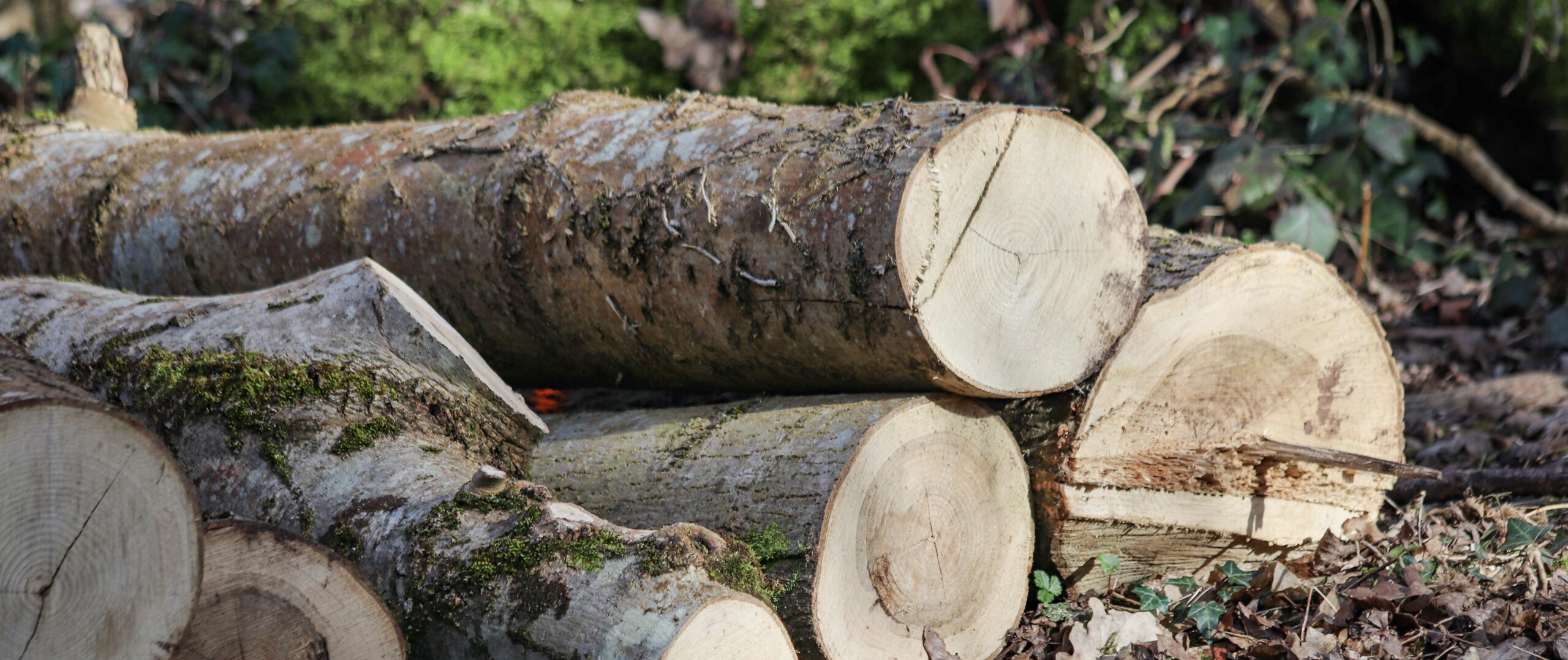 Abattage d'arbre à Rennes