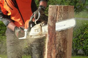 Élagage ou abattage : comment savoir quoi faire ?