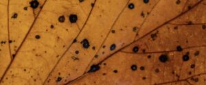 Diagnostic sanitaire d'un arbre : pourquoi est-il important ?
