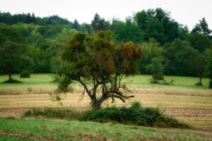 Diagnostic sanitaire d'un arbre : pourquoi est-il important ?