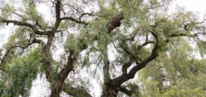Arboriste grimpeur ou paysagiste : qui choisir ?