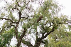 Arboriste grimpeur ou paysagiste : qui choisir ?